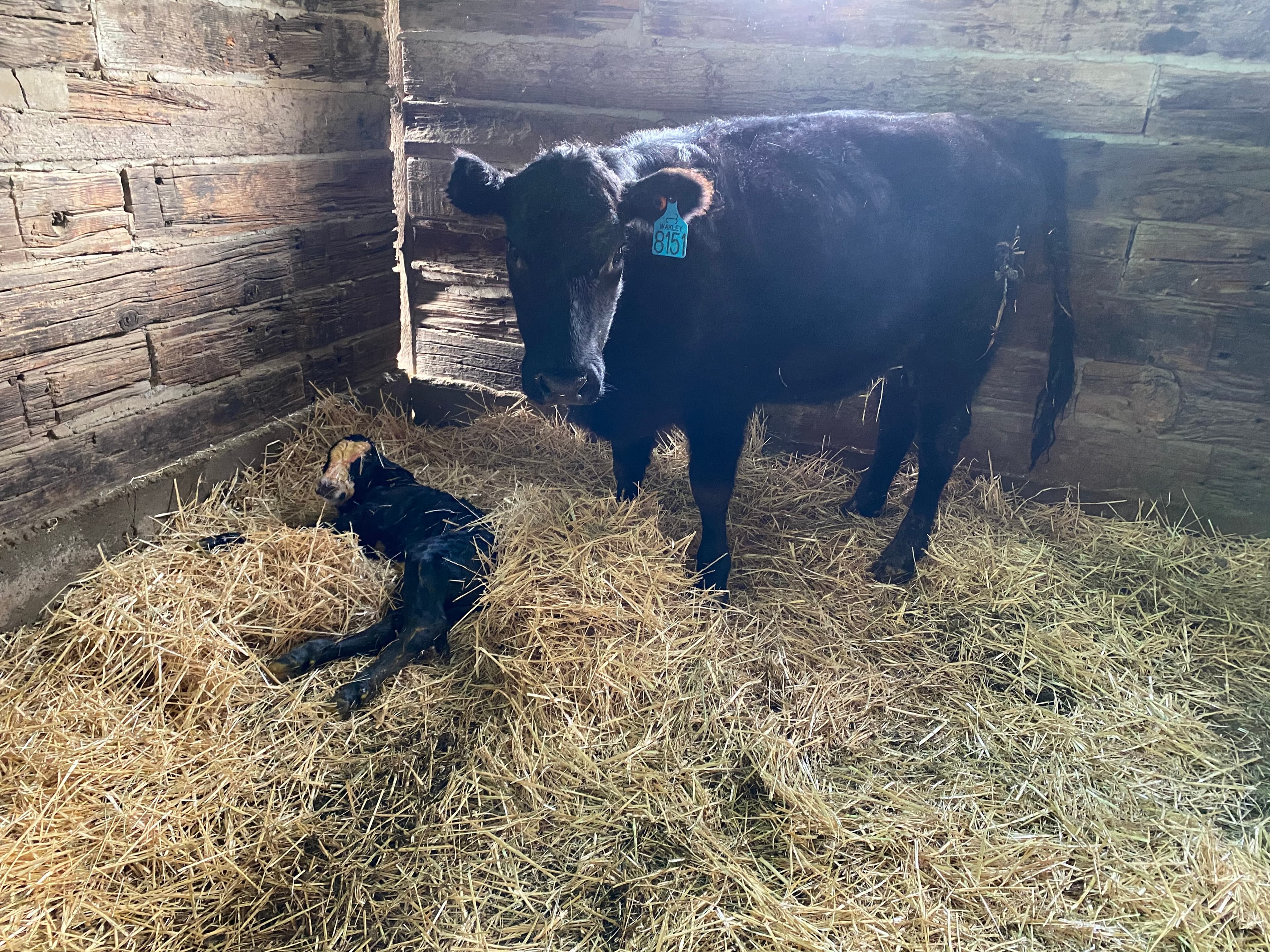 ranch to table image of cow and calf