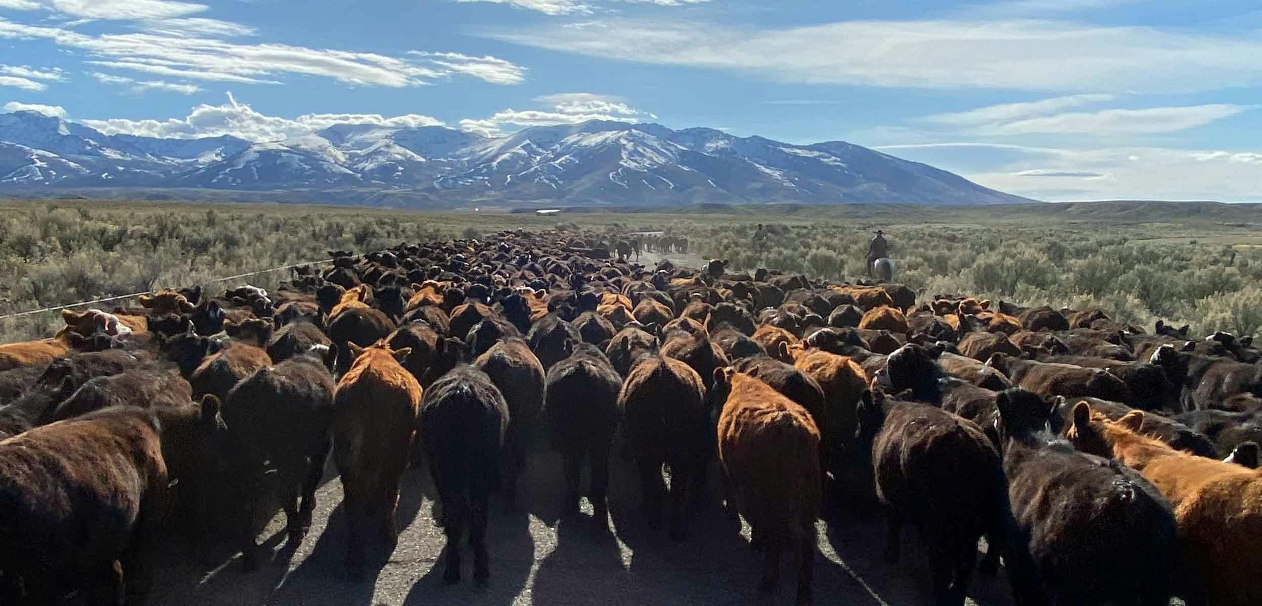ranch to table hero image of cattle and mountains